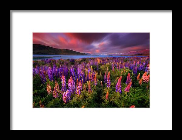 Lupines Framed Print featuring the photograph Springtime Rush by Patrick Marson Ong