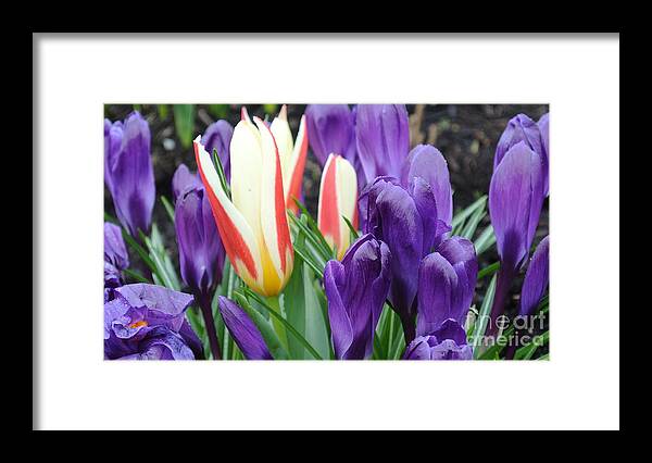  Framed Print featuring the photograph Springtime by Sharron Cuthbertson