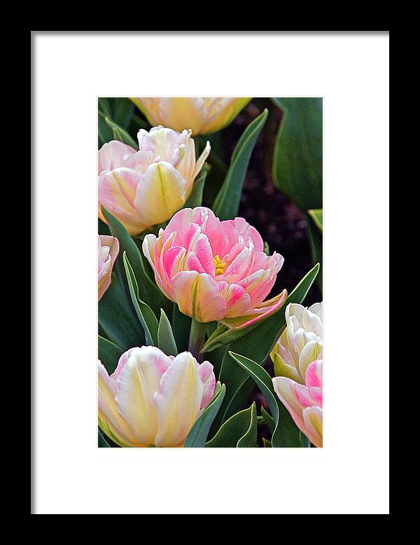 Parrot Tulips Framed Print featuring the photograph Springtime Sprites -- Parrot Tulips by Byron Varvarigos
