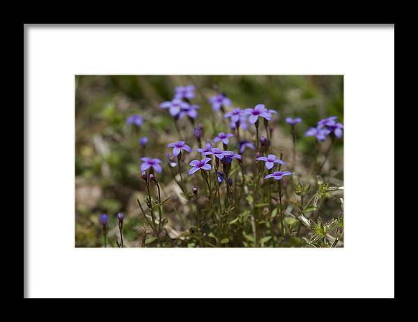 Houstonia Pusilla Framed Print featuring the photograph Springtime Tiny Bluet Wildflowers - Houstonia pusilla by Kathy Clark