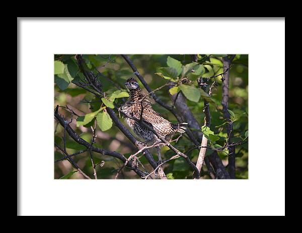 Nature Framed Print featuring the photograph Spruce Grouse2 by James Petersen