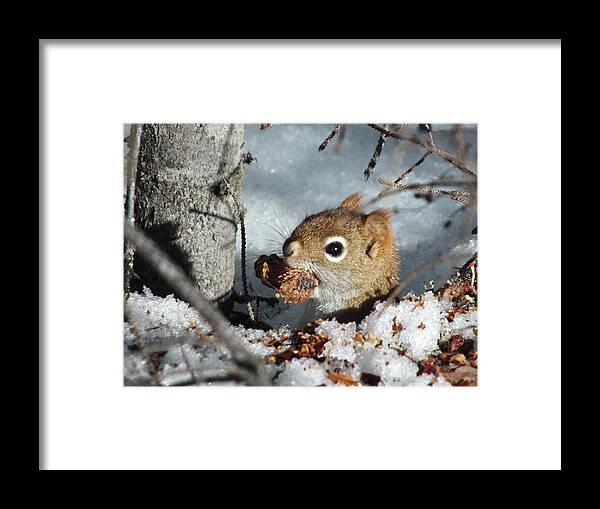 New England Framed Print featuring the photograph Squirrel 2 by Gene Cyr