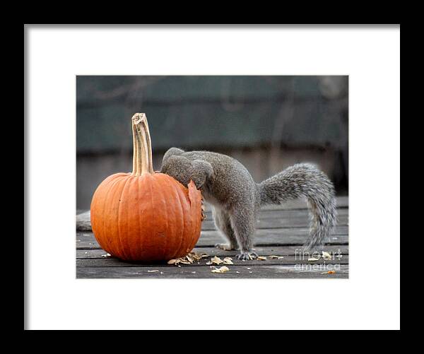 Squirrel Framed Print featuring the photograph Squirrel Dining In by Adam Long