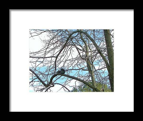 Squirrel Framed Print featuring the photograph Squirrel Maze by Pamela Hyde Wilson