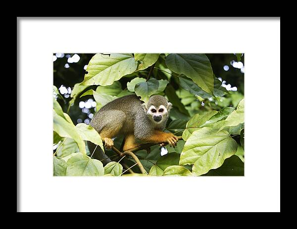 Common Squirrel Monkey Framed Print featuring the photograph Squirrel Monkey by M. Watson