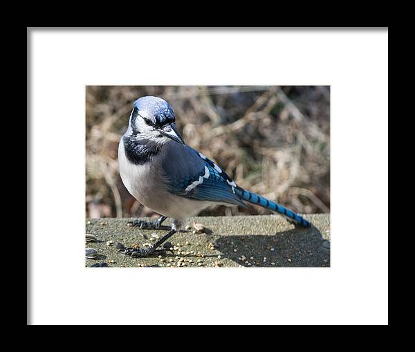Blue Jays Framed Print featuring the photograph Strike a Pose by Holden The Moment