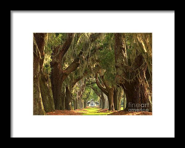 Avenue Of The Oaks Framed Print featuring the photograph St Simons Oaks by Adam Jewell