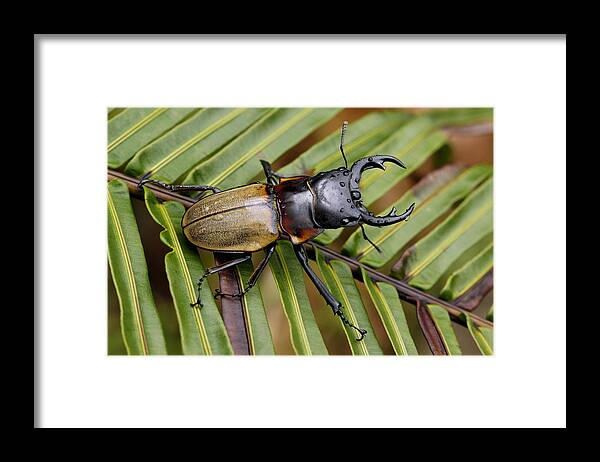 Feb0514 Framed Print featuring the photograph Stag Beetle Malaysia by Hiroya Minakuchi