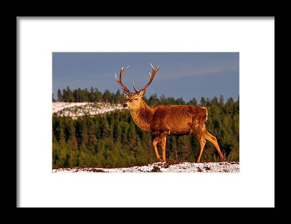 Stag In Snow Framed Print featuring the photograph Stag in the Winter Sun by Gavin Macrae
