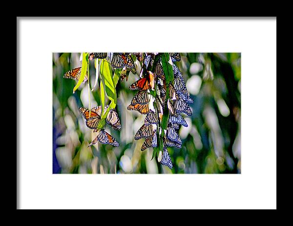 Monarch Framed Print featuring the photograph Stained Glass Butterflies by Her Arts Desire