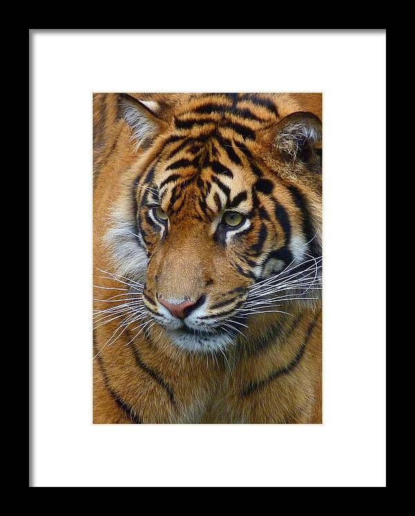 Sumatran Tiger Framed Print featuring the photograph Stalking A Snack by Margaret Saheed