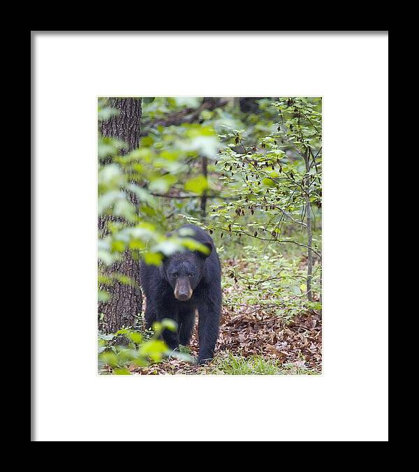 Black Bear Framed Print featuring the photograph Stalking Black Bear in Woods by Michael Dougherty