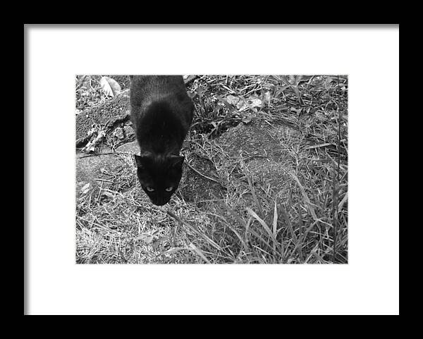 Black Cat Framed Print featuring the photograph Stalking Cat by Melinda Fawver