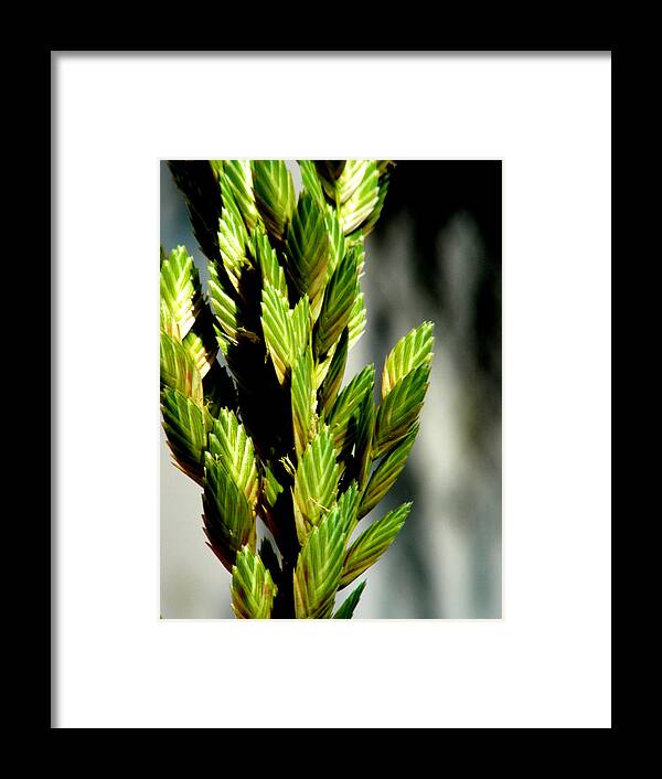 Flowers Framed Print featuring the photograph Stalks by Jean Wolfrum