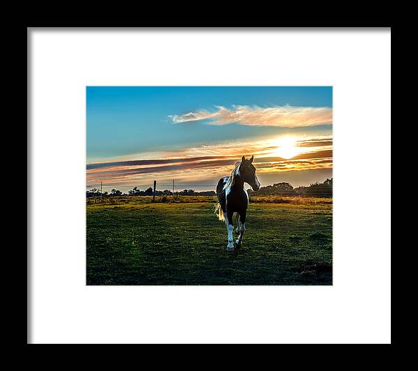 Horse Framed Print featuring the photograph Stallion Sunset by Patrick Wolf