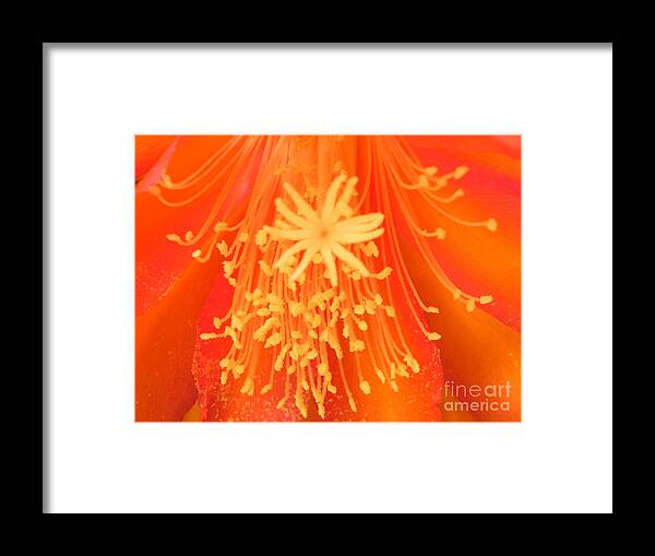 Flower Framed Print featuring the photograph Stamen by Patricia Tierney