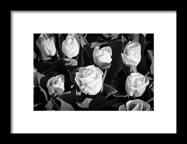 White Roses Framed Print featuring the photograph White Flowers by Crystal Wightman