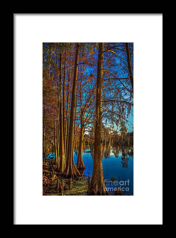 Cypress Trees Framed Print featuring the photograph Stand Tall by Marvin Spates