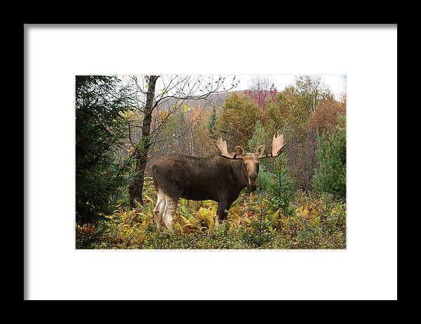 Moose Framed Print featuring the photograph Standing in the Ferns by Duane Cross