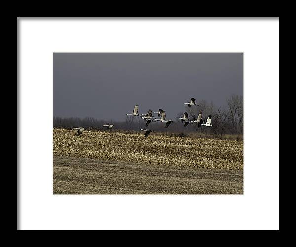 Whooping Crane Framed Print featuring the photograph Standing Out 1 by Thomas Young