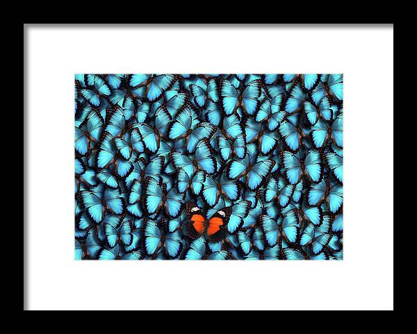 Orange Color Framed Print featuring the photograph Standing Out From The Crowd by Borchee