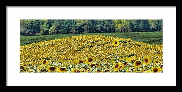 Sunflower Framed Print featuring the photograph Standing out from the crowd by Kelley Nelson