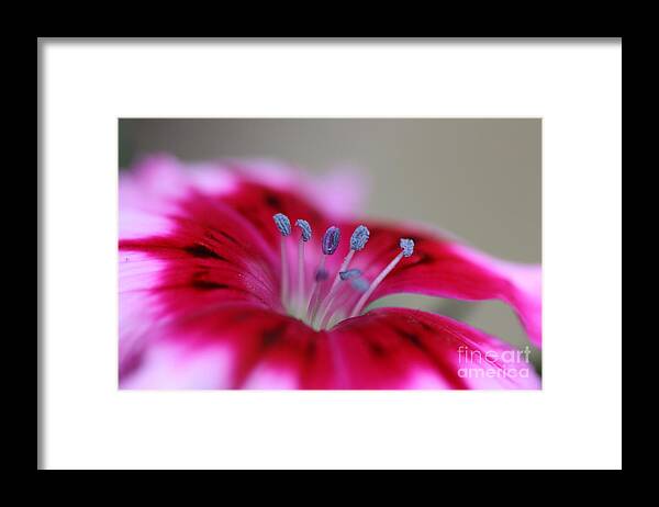 Sweet William Framed Print featuring the photograph Standing tall Sweet William by Joy Watson