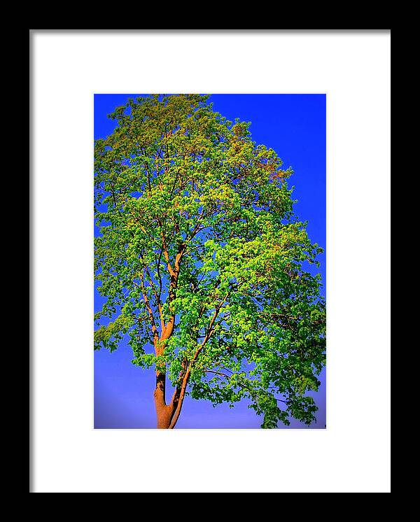Tree Framed Print featuring the photograph Standing Tall by Mary Beth Landis