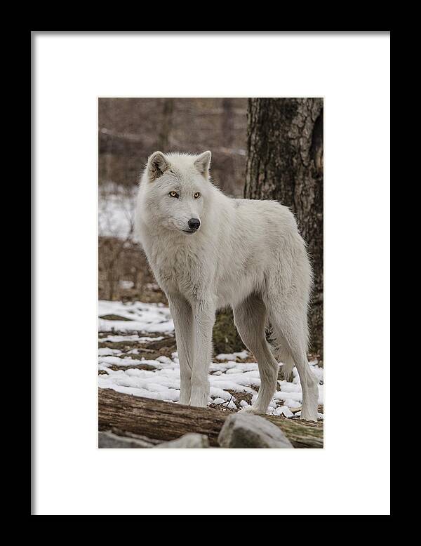 Artic Wolf Framed Print featuring the photograph Standing Wolf by GeeLeesa Productions
