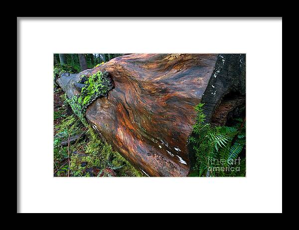 Western Red Cedar Framed Print featuring the photograph Stanley Park Log by Terry Elniski