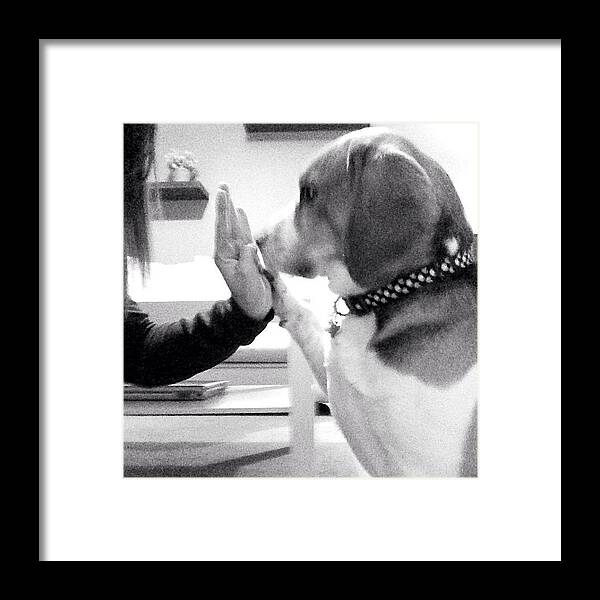 Presspaws Framed Print featuring the photograph Stanley (the Beagle) & I Are Supporting by Dizzy Blond