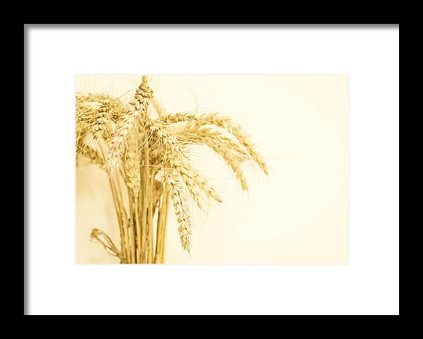Wheat Framed Print featuring the photograph Staple Crop by Heather Applegate