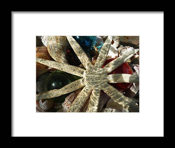 Starfish Framed Print featuring the photograph Star in the Jar by Deborah Ferree