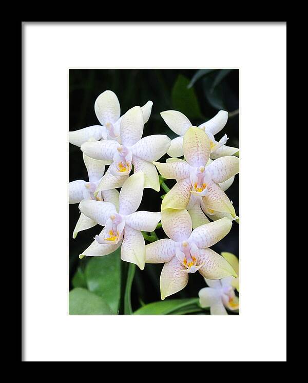 Orchid Framed Print featuring the photograph Star shaped orchids by Sue Morris