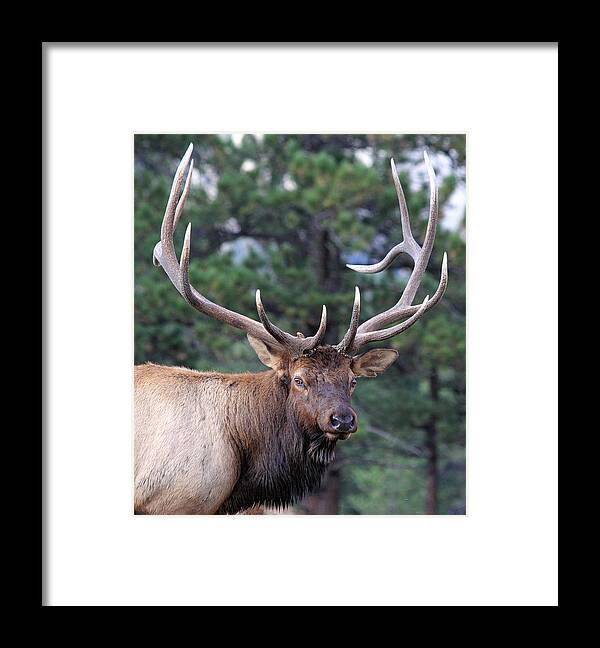 Elk Framed Print featuring the photograph Stare Down #2 by Shane Bechler