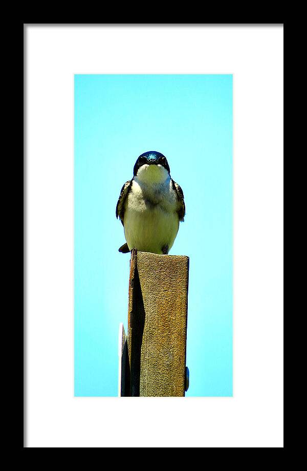 Tree Framed Print featuring the photograph 1 Swallow Never Makes A Summer by Art Dingo