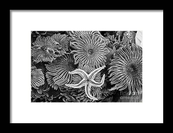 Starfish Framed Print featuring the photograph Starfish 3 by James Brunker