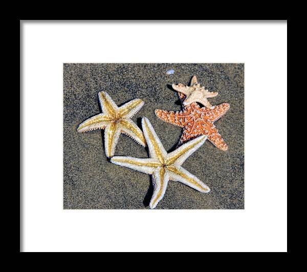 Starfish Framed Print featuring the photograph Starfish by Tammy Espino