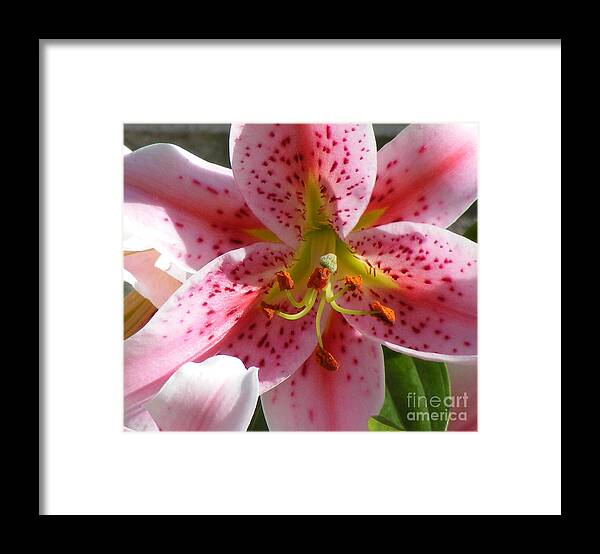 Stargazer Lily Framed Print featuring the photograph Stargazer Lily by Barbara A Griffin