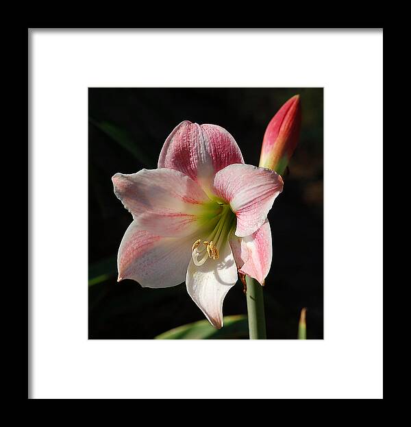 Nature Framed Print featuring the photograph Stargazer Lily by Linda Brown