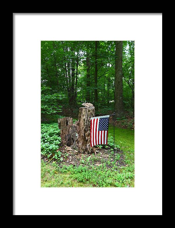 Stars And Stripes Framed Print featuring the photograph Stars and Stripes in Woodland by James Brunker