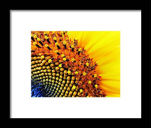 Sunflower Framed Print featuring the photograph Stars of The Sun by Marianna Mills