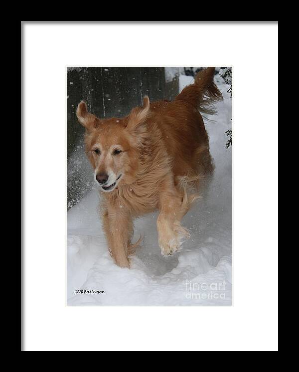 Dogs Framed Print featuring the photograph Start Gate by Veronica Batterson