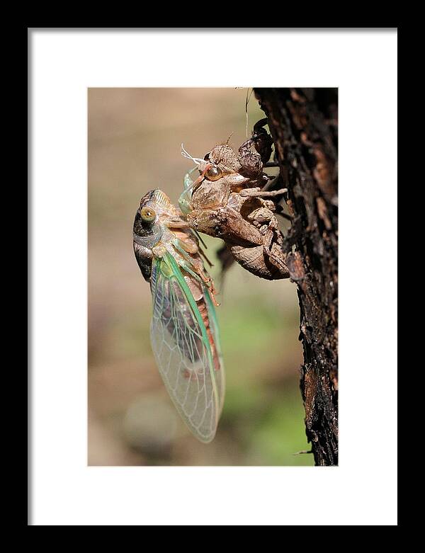 Cicada Framed Print featuring the photograph Start of a new life by Doris Potter