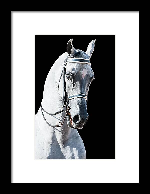 Horse Framed Print featuring the photograph Stature by Paul Johnson