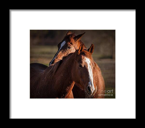 Horses Framed Print featuring the photograph Stay Close by Ana V Ramirez