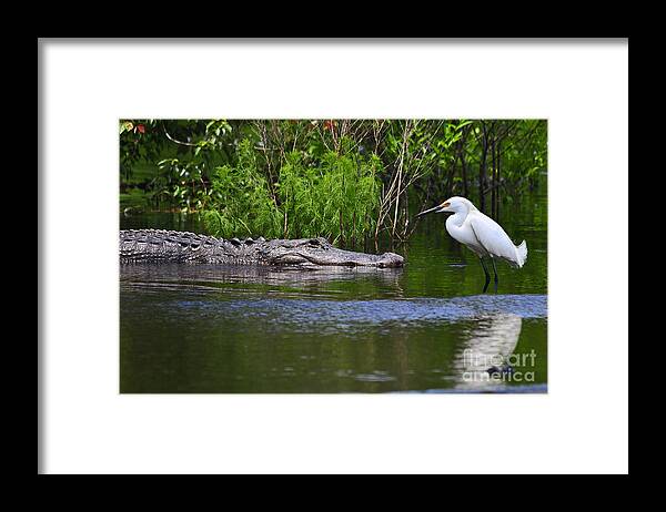 American Alligator Framed Print featuring the photograph Steely Snowy by Al Powell Photography USA