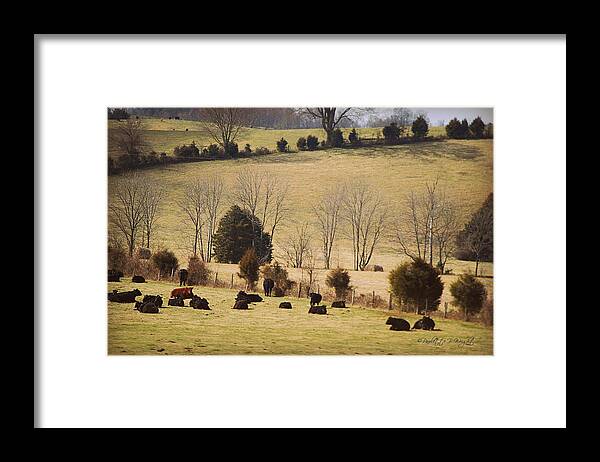 Featured Framed Print featuring the photograph Steers In Rolling Pastures - Kentucky by Paulette B Wright