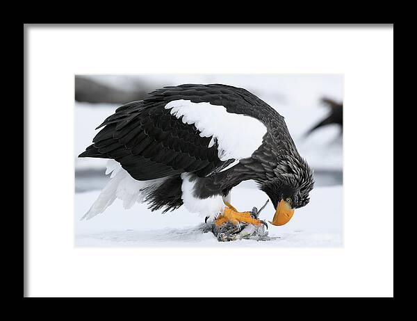 00782295 Framed Print featuring the photograph Stellers Sea Eagle Feeding by Sergey Gorshkov