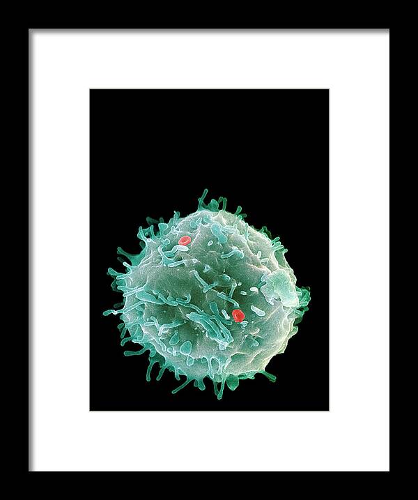 Erythrocyte Framed Print featuring the photograph Stem Cell by 